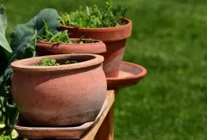 container gardening is perfect for growing food in small spaces