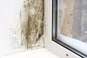 mold in your home