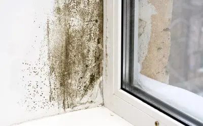 5 Mistakes That Cause Mold in Your Home