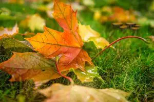 fall lawn maintenance