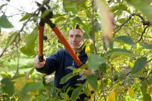 reasons to remove a tree