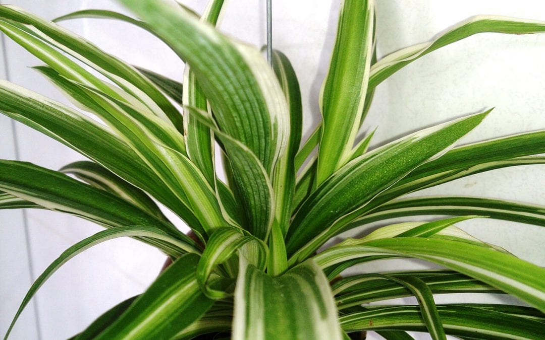 improve indoor air quality with houseplants