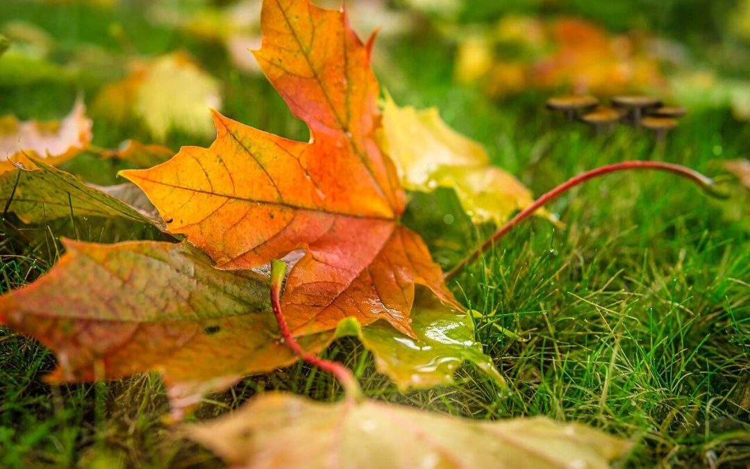 4 Tips for Fall Lawn Maintenance